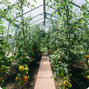 Tomates en croissance sur pieds dans une serre maraîchère