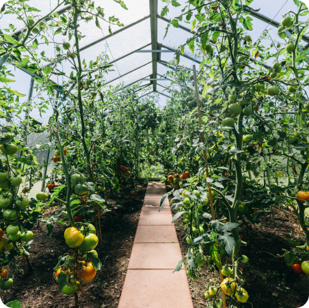 Tomates en croissance sur pieds dans une serre maraîchère