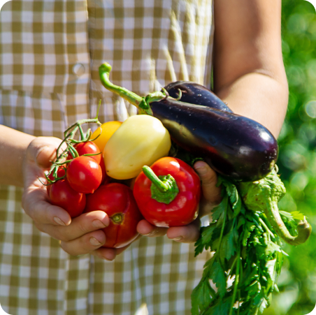 Mains présentant des légumes d’été fraîchement récoltés : tomates, poivrons, aubergines