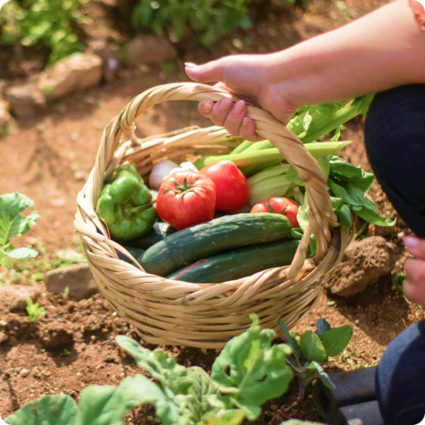 Récolte de légumes frais placés dans un panier en osier sur le terrain