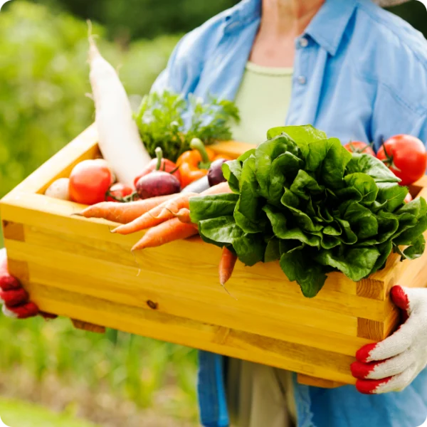 Caisse remplie de légumes de saison tenue par un producteur local